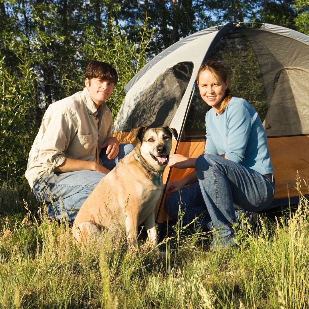 Camping le Tiradou avec chien accepté